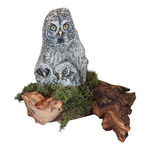 great grey owl &amp; owlets