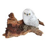 snowy owl on mopani wood