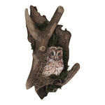 tawny owl plaque